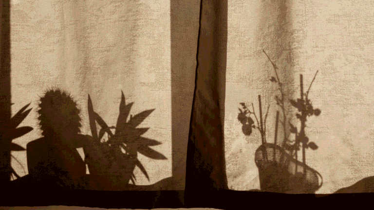 brown window curtains closed with the silhouettes of various plants behind it